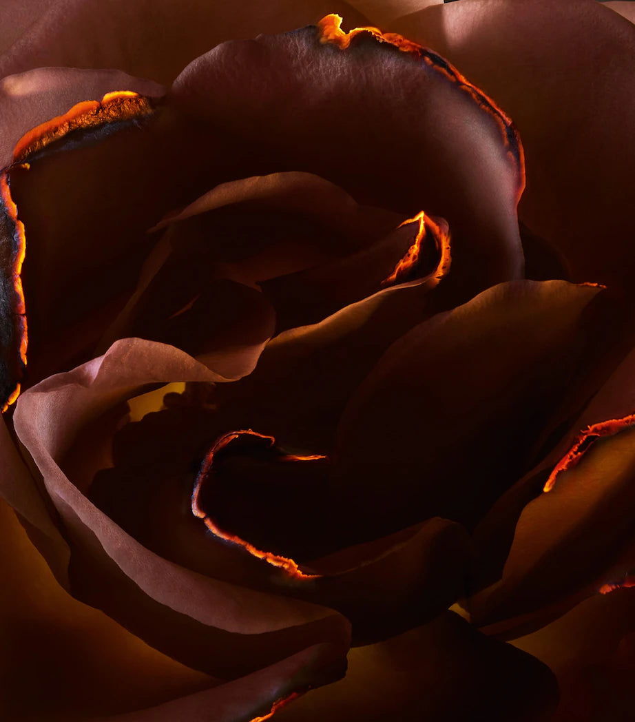 Absolue Hell Of A Rose Eau de Parfum - GLAM MODA