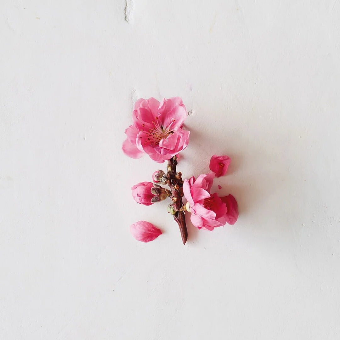 Cherry Almond Shampoo - GLAM MODA