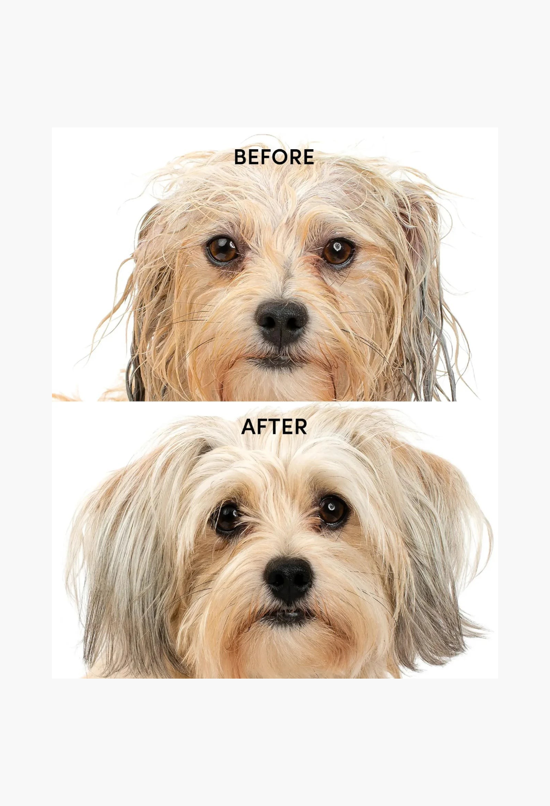 GLAM MODA Fur Bébé pet shampoo before and after comparison showing a dog with clean, soft, and shiny fur.
