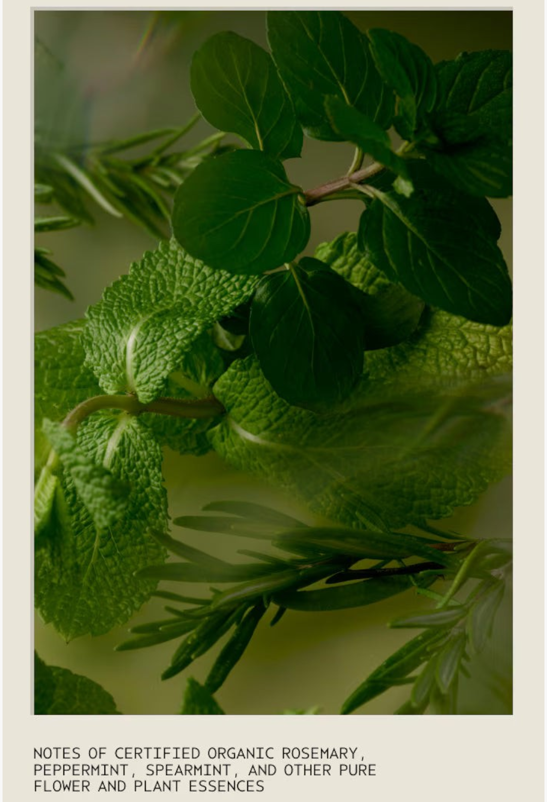 GLAM MODA Rosemary Mint shampoo ingredients featuring fresh organic rosemary, peppermint, and spearmint leaves.