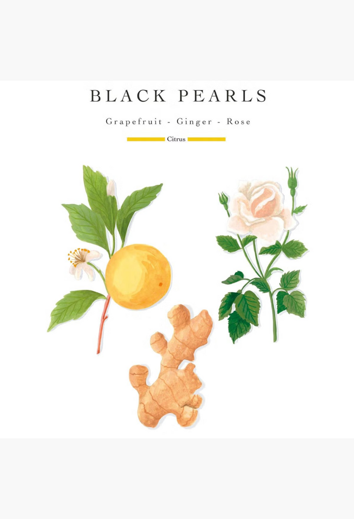 GLAM MODA Baobab Collection Black Pearls candle botanical illustration featuring ginger, grapefruit, and white rose