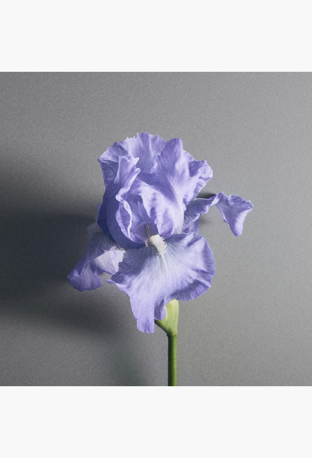 GLAM MODA Creed Iris Debonair fragrance featuring a single, delicate pale blue iris flower on a white background.