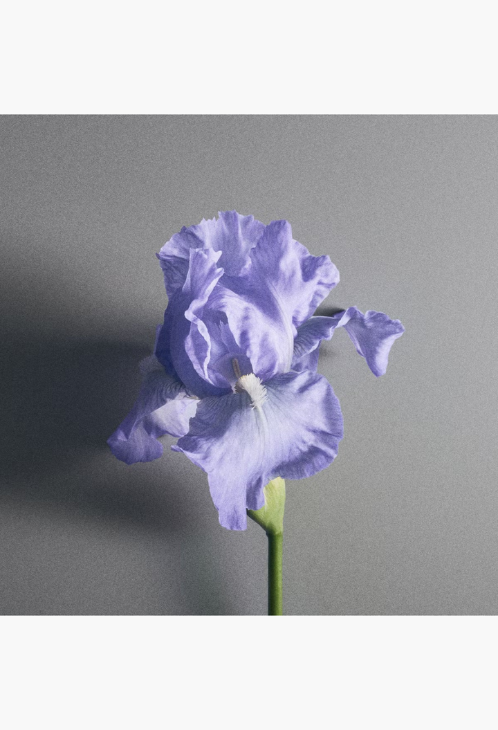 GLAM MODA Creed Iris Debonair fragrance featuring a single, delicate pale blue iris flower on a white background.